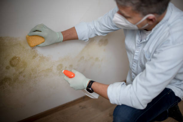 Best Mold Remediation  in Murray, UT