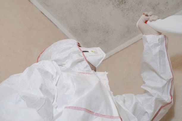 Best Commercial Mold Removal  in Murray, UT