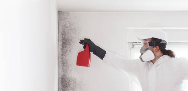 Best Mold Remediation  in Murray, UT