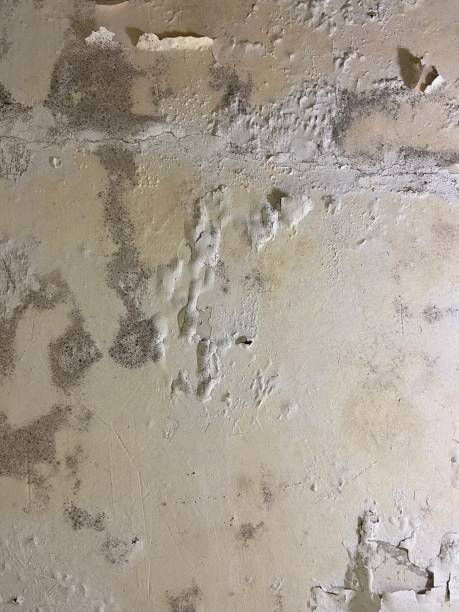 Best Attic Mold Removal  in Murray, UT